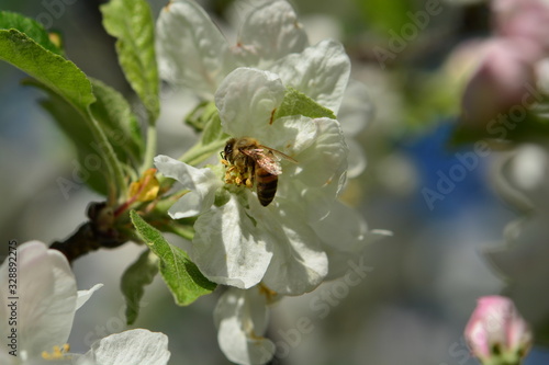 bee catching pollen
