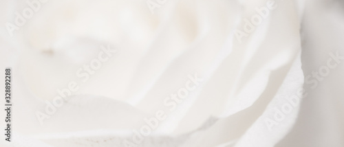 Fototapeta Blooming rose, close-up of garden flower in spring