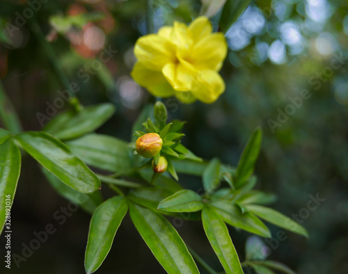 macro di bocciolo di gelsomino giallo nel giardino