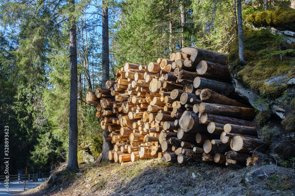 frisch geschlagenes Holz in einem Wald gelagert