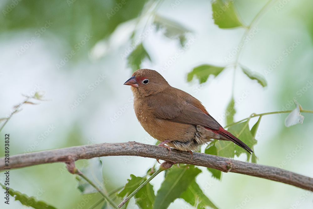 Red-billed firefinch (Lagonosticta senegala) Red-billed firefinch (Lagonosticta senegala)