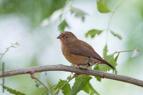 Red-billed firefinch (Lagonosticta senegala)