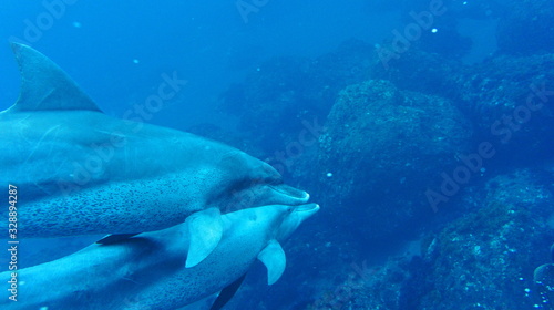 Dolphins swimming in aquarium pool