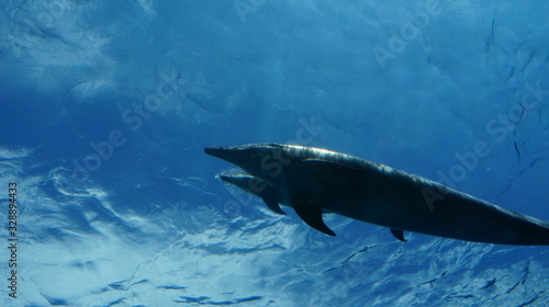 Dolphins swimming in aquarium pool