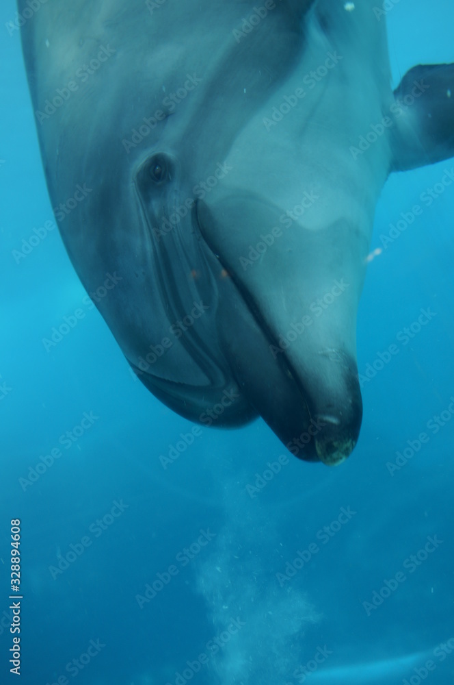 Fototapeta premium Dolphins swimming in aquarium pool