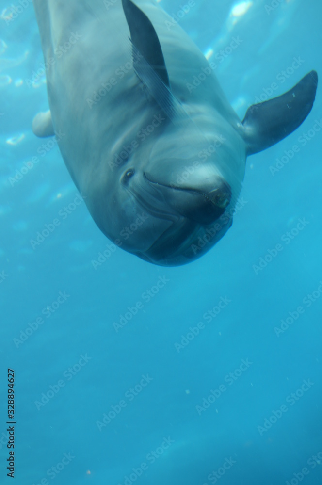 Fototapeta premium Dolphins swimming in aquarium pool