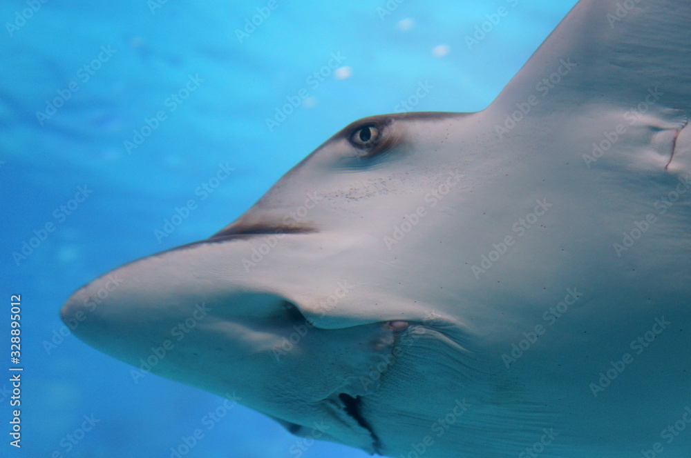 Naklejka premium Rays swimming in blue aquarium