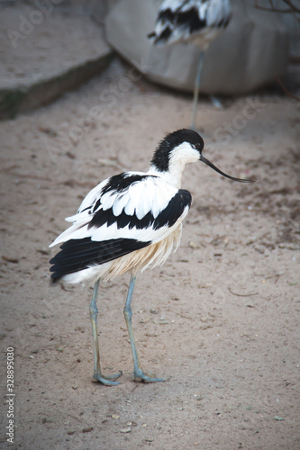A young Pied Avocet  a black and white bird with upturned bill and long bluish legs