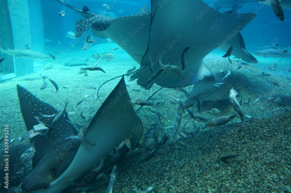 Fototapeta premium Rays swimming in blue aquarium