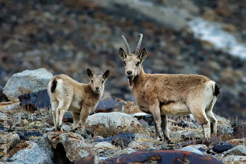 Fototapeta premium himalayan ibex