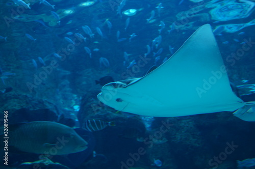 Rays swimming in blue aquarium