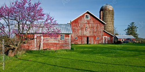 Schilderij op canvas A rural Midwest farm scene with barns and blooming redbud tree.