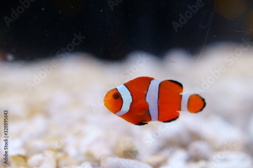  Amphiprion clarkii yellowtail clownfish anemonefish