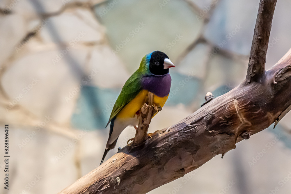closeup of a gouldian finch looking at the camera in Frankfurt zoo, germany