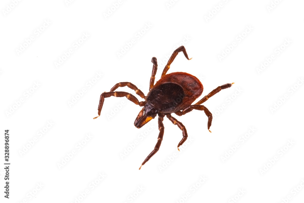 taiga tick isolated on white