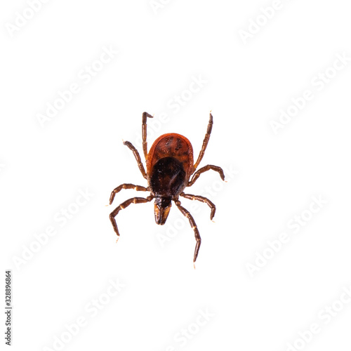 taiga tick isolated on white © lewal2010