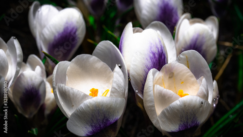  A group of delicate and beautiful crocus crocuses