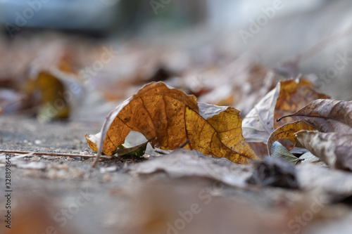 Dry leaves falling on the ground