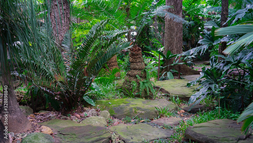 Palm garden decorated with rocks as pavement for tropical garden.