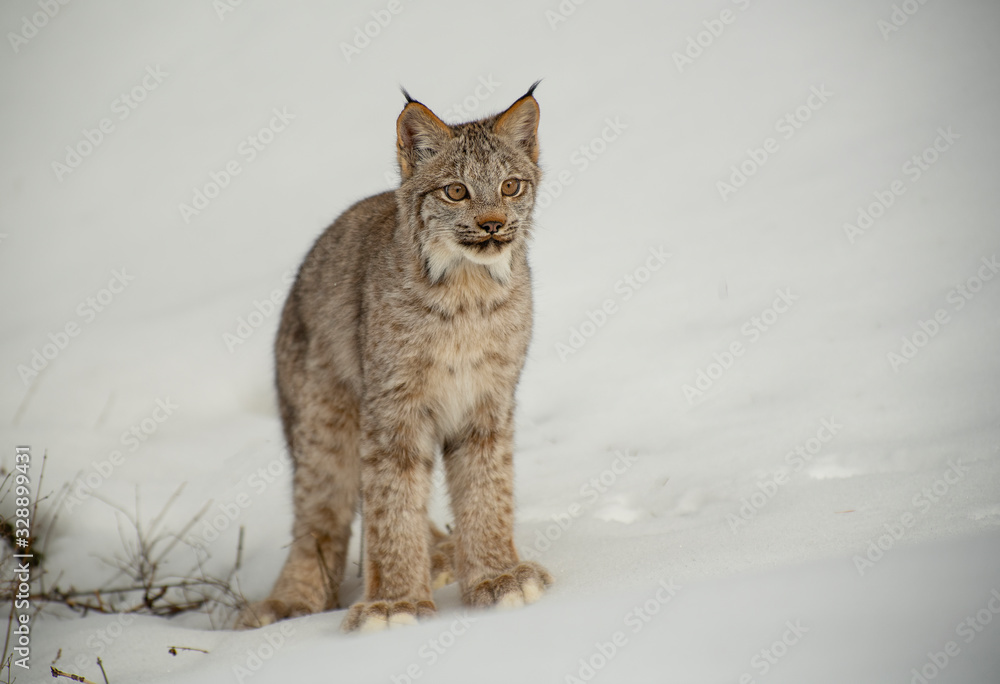 Bobcat in winter Bobcat in winter