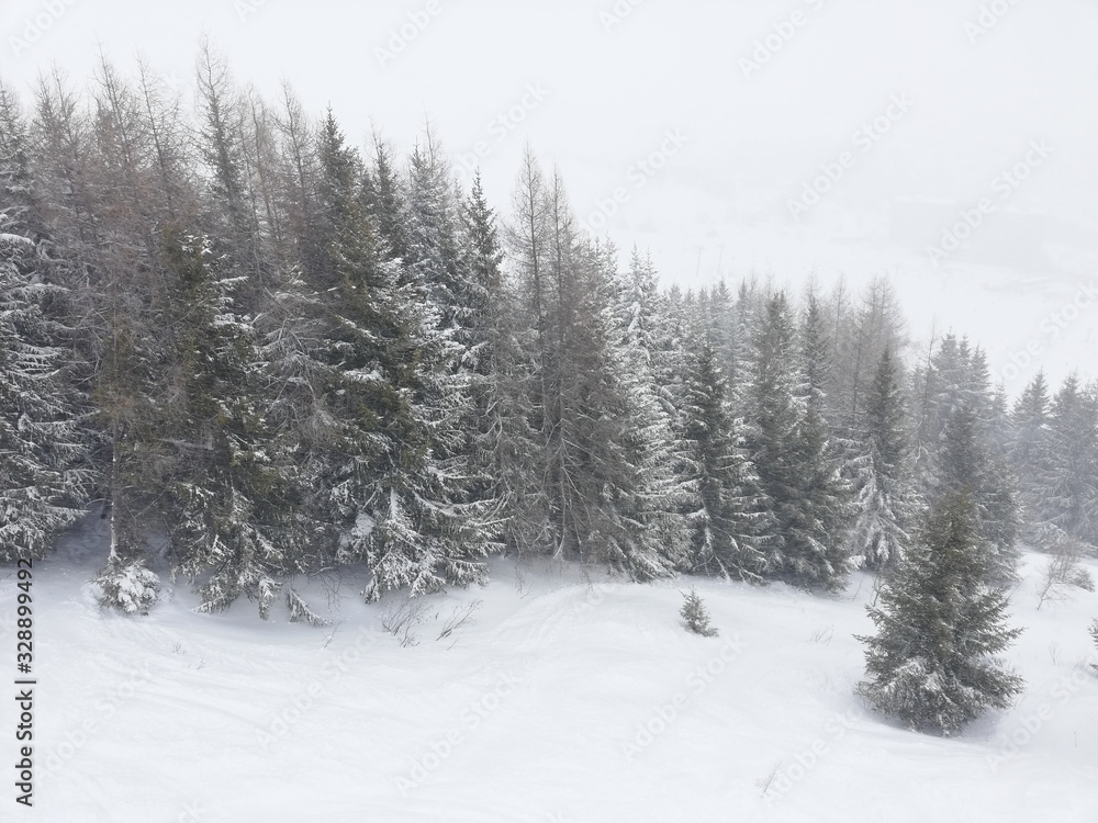 group of pine-trees in the snow