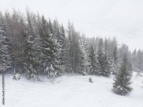 group of pine-trees in the snow © Aurelie