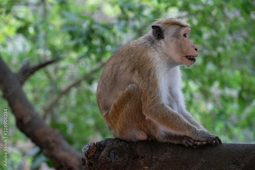 Sri Lanka. Monkey sitting on green tree in jungle.