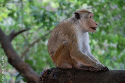 Sri Lanka. Monkey sitting on green tree in jungle. © Travel Faery