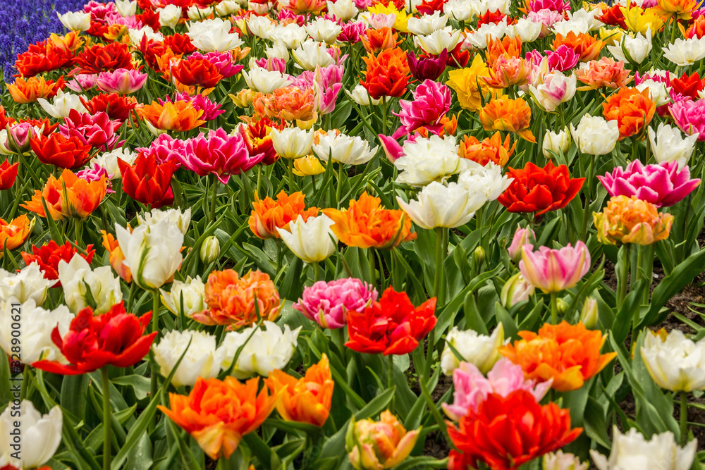 Multicolored tulip flowers in Keukenhof garden, The Netherlands, Holland, Amsterdam Multicolored tulip flowers in Keukenhof garden, The Netherlands, Holland, Amsterdam