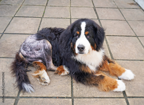 Bernese Mountain Dog lying on the patio, his fur on the leg shaved after hip replacement surgery.  photo