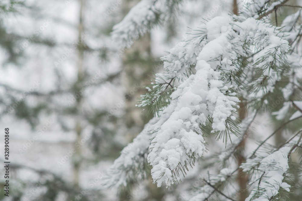 Branches of spruce with green needles sprinkled with snow