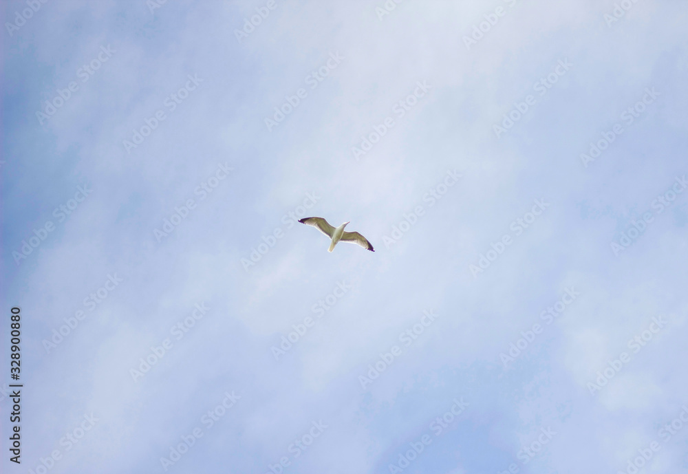 Seagull isolated in the middle of the blue sky. View from below.