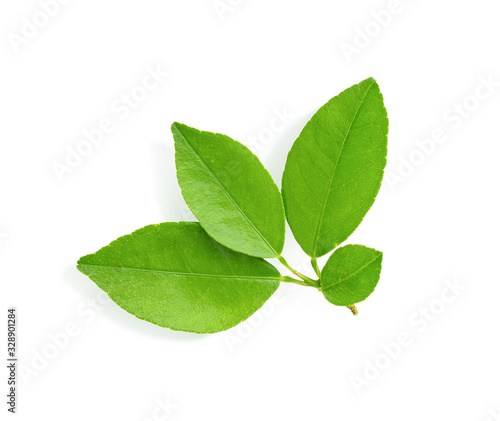 Fresh lime leaf on white background