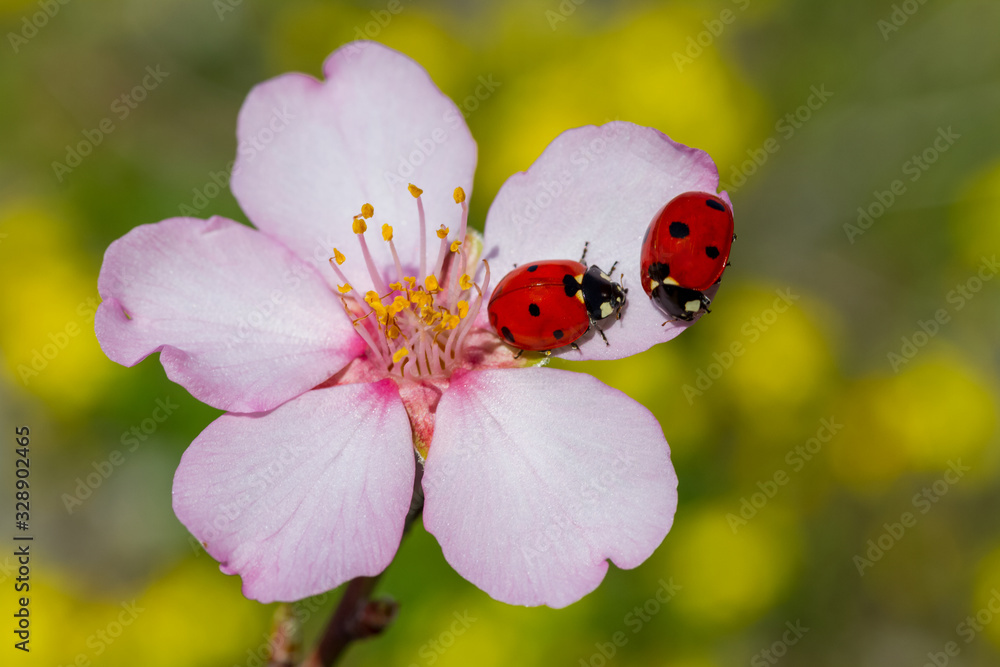 Fototapeta premium Ladybug and spring flower on a green background