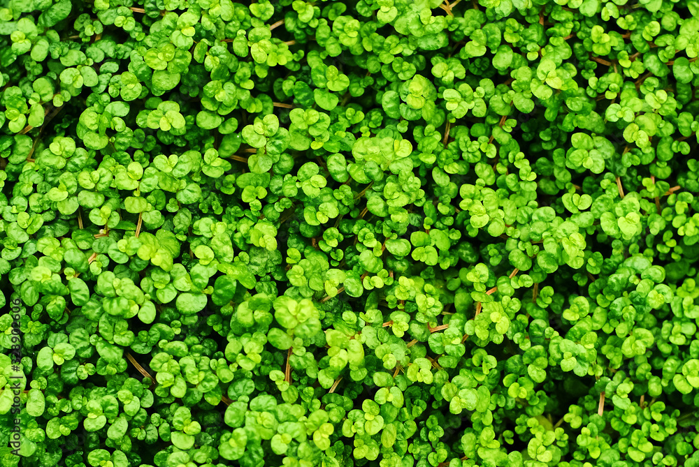 floral background - leaves of soleirolia plant floral background - leaves of soleirolia plant