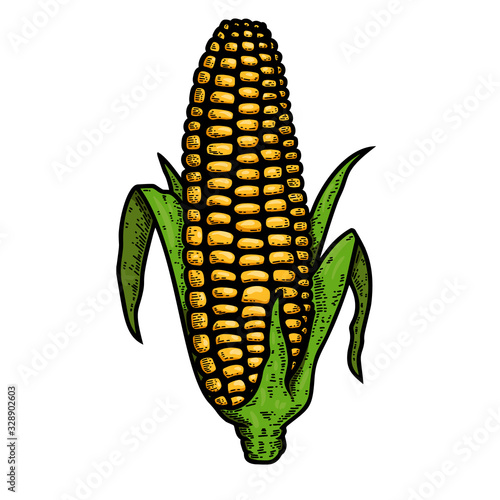 Illustration of ear of corn in engraving style. Design element for logo, label, sign, emblem, poster. Vector illustration