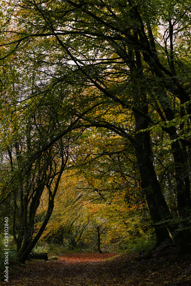 Autumnal woodland turning orange