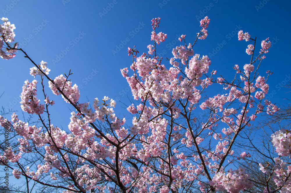 早春の青空に映える満開の玉縄桜