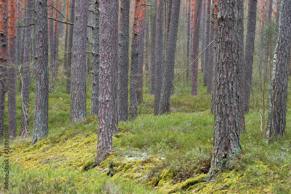 clear pine forest. Pine Trunk close up. the land is covered with fresh green moss clear pine forest. Pine Trunk close up. the land is covered with fresh green moss