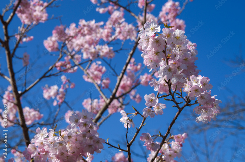 早春の青空に映える満開の玉縄桜