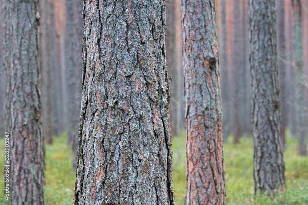 clear pine forest. Pine Trunk close up in the focus with blured background clear pine forest. Pine Trunk close up in the focus with blured background