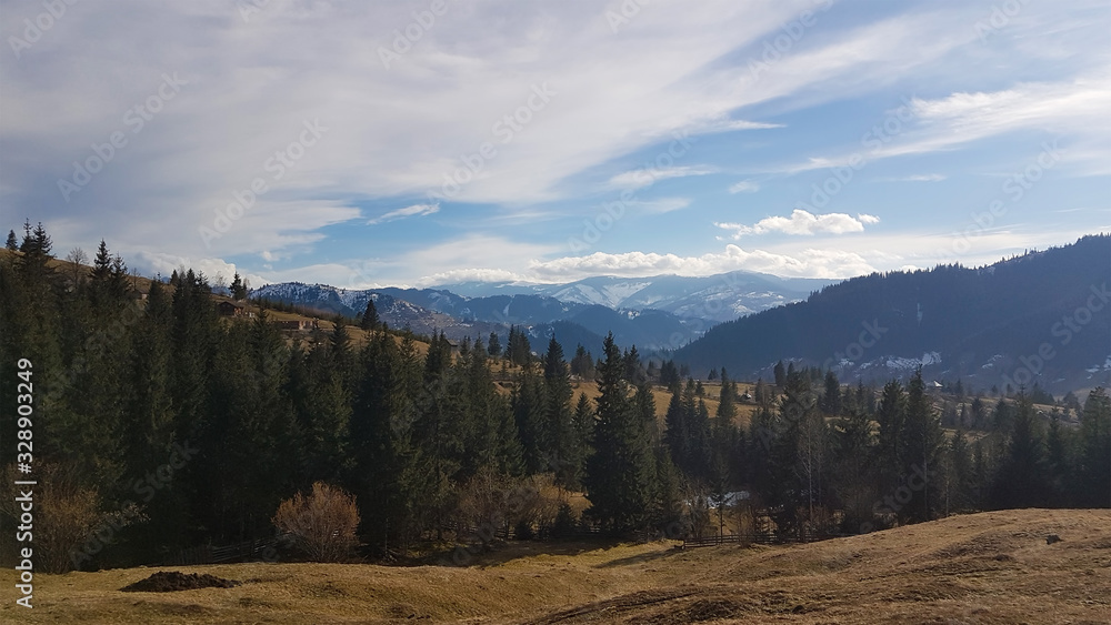 Carpathian mountain with snow, and sunny fir forest