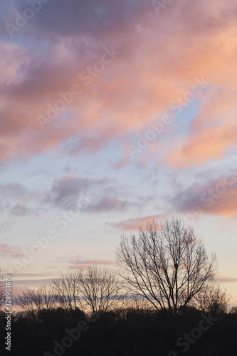 Trees next to pastel clouds