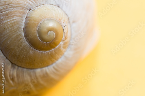 Empty snail shells on a yellow background.