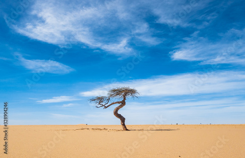 Lonesome single tree in the desert