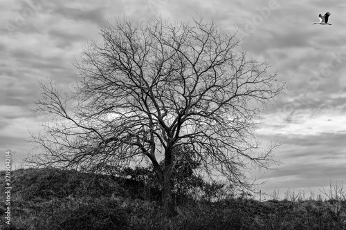 Albero senza foglie con uccello che vola, cielo nuvoloso. Fotografia in bianco e nero. © snake_xenzia