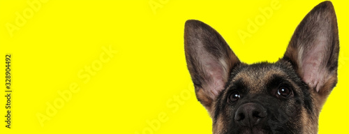 Fotografie german shepherd dog hiding face from camera shy