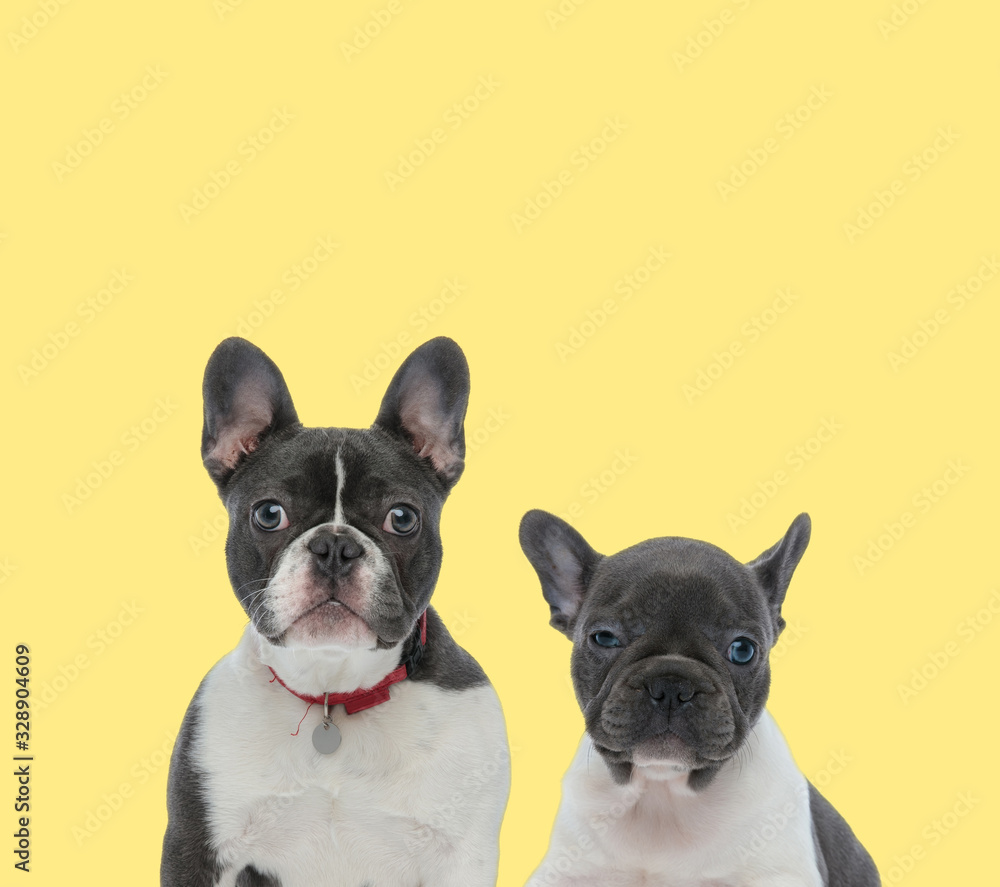 couple of french bulldog dogs wearing red collar
