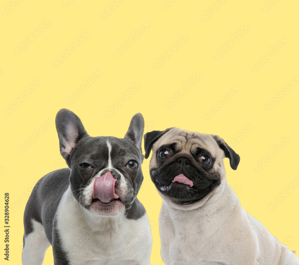 couple of french bulldog and pug dogs licking mouth happy