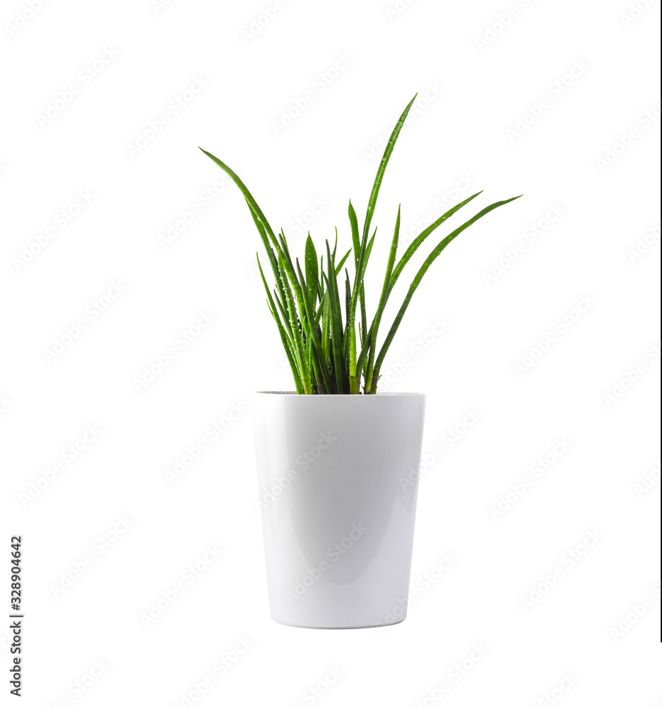 Decorative green house plant in the pot, on white. Sansevieria cylindrica